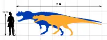 Scale chart comparing two specimens to a human