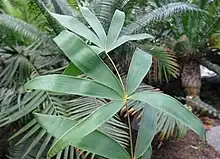 Ceratozamia hildae