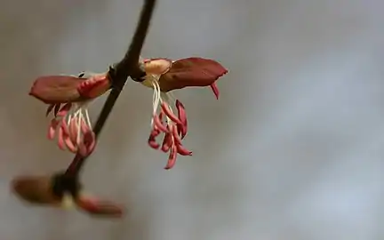 Male flower