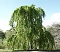 Cercidiphyllum japonicum ‘Morioka Weeping’ Arnold Arboretum of Harvard University