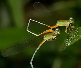 A pair of Ceriagrion cerinorubellum mating