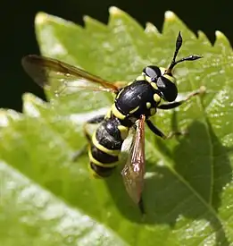 Ceriana_ornata