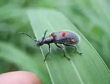 Cerogria sp. with attached mites (possibly Parasitengona)