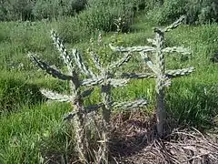 Cholla (Cardón).