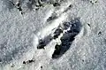 Red deer tracks in Commanster, in the Ardennes of Belgium