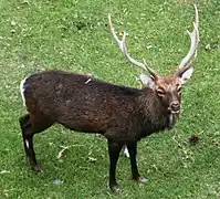 Sika deer