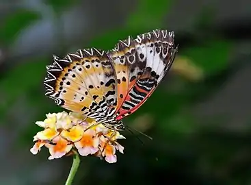 Leopard Lacewing on Lantana camara in the Wilhelma, Stuttgart, Germany