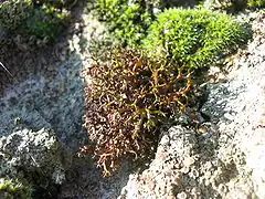 a bronzy mass of intricate branches, ending in short, stubby fingers mounted on a white rock