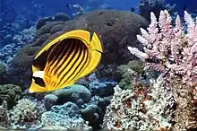 Diagonal butterflyfish