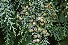 Mature female cones