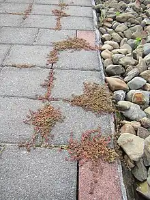 Prostrate purple plants growing on sidewalk