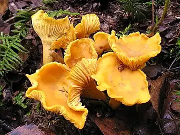 Yellow, funnel-shaped fungi with gill-like ridges along the side growing from a surface of dirt and leaves.