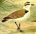 Kentish ploverCharadrius alexandrinus