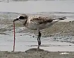 Lesser sand plover eating ragworm