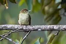 Photo of a rufous-brown bird with a pale belly and eye