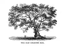 Image 20The Charter Oak in Hartford (from History of Connecticut)