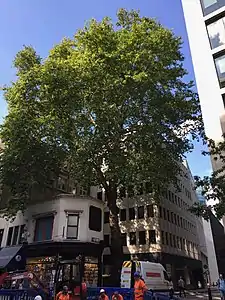 The Wood Street plane tree