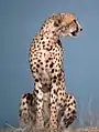 Cheetah