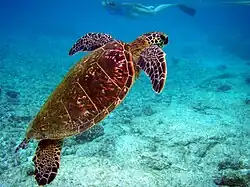 Photo of turtle swimming towards surface with diver in background