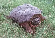 Common snapping turtle (Chelydra serpentina)