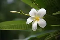 White Plumeria, Kozhikode, Kerala