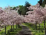 Cherry grove in flower at the Domain, near Grafton Road.