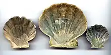 Chesapecten jeffersonius