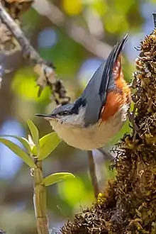 A white and orange backed bird on the grass.