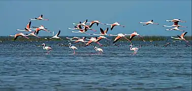 Migratory birds at Chilika Lake