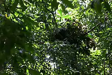 Chimpanzee nest. Early hominins may have developed shelter-building traditions from earlier nest-building practices.