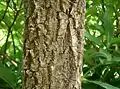 Bark