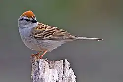 Chipping sparrow