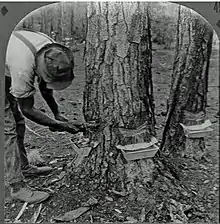 "Chipping" a pine tree in Georgia (c. 1915) to get sap