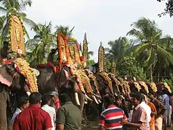 Elephants lined up for Pooram