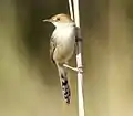 at Moremi, Botswana