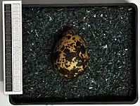 Egg, Collection Museum Wiesbaden, Germany