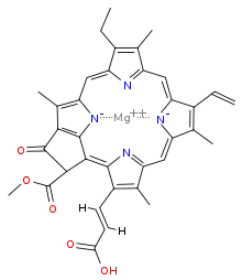 chlorophyll c1