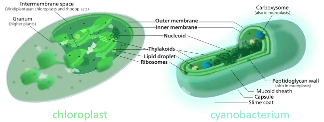 Comparison of chloroplasts and cyanobacteria showing their similarities. Both chloroplasts and cyanobacteria have a double membrane, DNA, ribosomes, and chlorophyll-containing thylakoids.