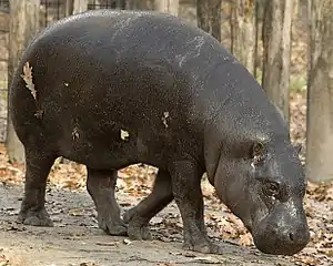 Image 4Pygmy hippos are among the species illegally hunted for food in Liberia. The World Conservation Union estimates that there are fewer than 3,000 pygmy hippos remaining in the wild. (from Liberia)