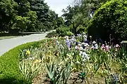 The herbaceous border