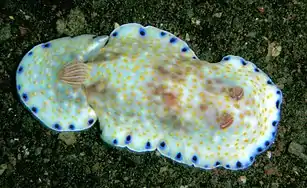 Goniobranchus aureopurpureus