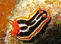 Chromodoris magnifica.