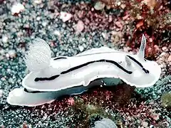 White form of Chromodoris willani