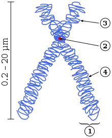 Simplified model of chromosome structure.