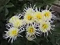 Chrysanthemum × morifolium 'Vesuvius'