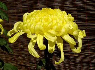 Chrysanthemum flowers, which contain pyrethrin