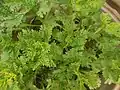 Leaves of chrysanthemum plant