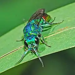 Chrysis fulgida