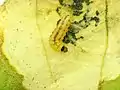 Older larva