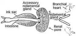 Ventral view of the viscera, showing the absence of a visceral photophore and the presence of the accessory nidamental gland.